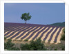 Fields of Lavender in Provence, France by Anonymous