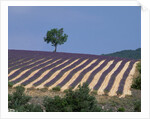 Fields of Lavender in Provence, France by Anonymous