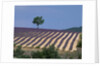 Fields of Lavender in Provence, France by Anonymous