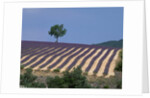 Fields of Lavender in Provence, France by Anonymous