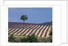 Fields of Lavender in Provence, France by Anonymous