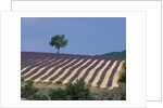 Fields of Lavender in Provence, France by Anonymous