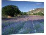 Fields of Lavender in Provence, France by Anonymous
