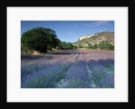 Fields of Lavender in Provence, France by Anonymous