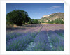 Fields of Lavender in Provence, France by Anonymous