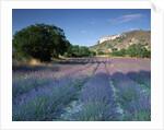 Fields of Lavender in Provence, France by Anonymous