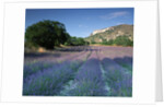 Fields of Lavender in Provence, France by Anonymous