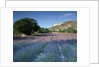 Fields of Lavender in Provence, France by Anonymous