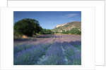 Fields of Lavender in Provence, France by Anonymous