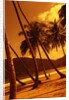 Palm Trees on Beach by Anonymous