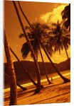 Palm Trees on Beach by Anonymous