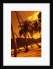 Palm Trees on Beach by Anonymous