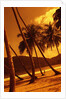 Palm Trees on Beach by Anonymous