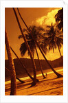Palm Trees on Beach by Anonymous