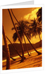 Palm Trees on Beach by Anonymous