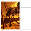 Palm Trees on Beach by Anonymous