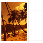 Palm Trees on Beach by Anonymous
