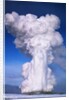 Old Faithful by Anonymous