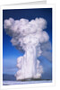 Old Faithful by Anonymous