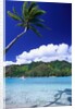 Palm Tree Leaning over Tropical Tahitian Bay by Anonymous