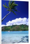 Palm Tree Leaning over Tropical Tahitian Bay by Anonymous