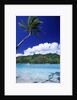 Palm Tree Leaning over Tropical Tahitian Bay by Anonymous