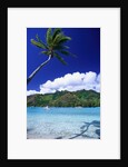 Palm Tree Leaning over Tropical Tahitian Bay by Anonymous