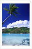 Palm Tree Leaning over Tropical Tahitian Bay by Anonymous