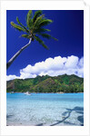 Palm Tree Leaning over Tropical Tahitian Bay by Anonymous
