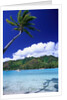 Palm Tree Leaning over Tropical Tahitian Bay by Anonymous