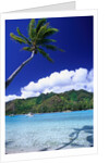 Palm Tree Leaning over Tropical Tahitian Bay by Anonymous