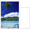 Palm Tree Leaning over Tropical Tahitian Bay by Anonymous