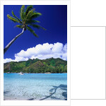 Palm Tree Leaning over Tropical Tahitian Bay by Anonymous