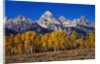 Forest near Grand Teton by Anonymous