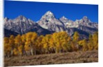 Forest near Grand Teton by Anonymous