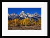 Forest near Grand Teton by Anonymous