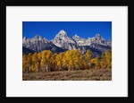 Forest near Grand Teton by Anonymous