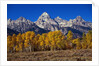 Forest near Grand Teton by Anonymous