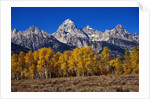 Forest near Grand Teton by Anonymous