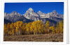 Forest near Grand Teton by Anonymous