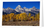 Forest near Grand Teton by Anonymous