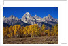 Forest near Grand Teton by Anonymous