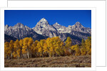 Forest near Grand Teton by Anonymous