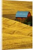 Barn and Golden Wheat Field by Anonymous