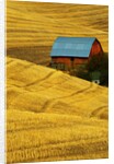 Barn and Golden Wheat Field by Anonymous