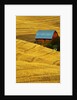 Barn and Golden Wheat Field by Anonymous