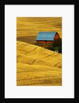 Barn and Golden Wheat Field by Anonymous