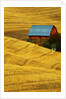 Barn and Golden Wheat Field by Anonymous
