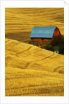 Barn and Golden Wheat Field by Anonymous