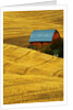 Barn and Golden Wheat Field by Anonymous